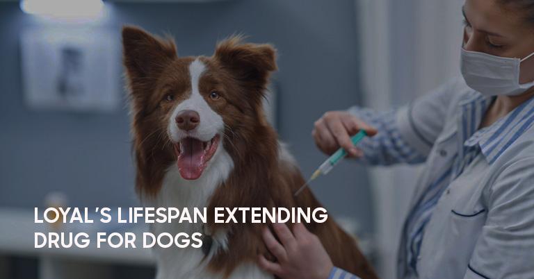 Loyal's groundbreaking drug aims to extend lifespan for large dogs