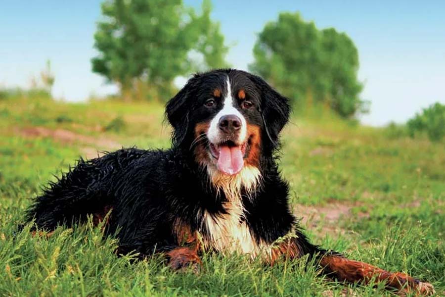 Bernese Mountain Dog