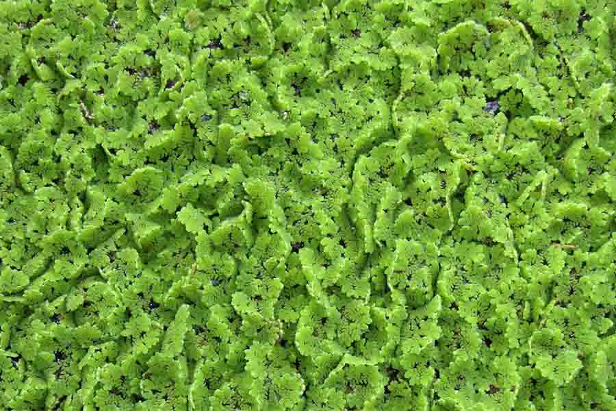 Super Trees Azolla fern